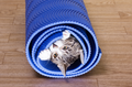 Kittens & Yoga Rochester NY